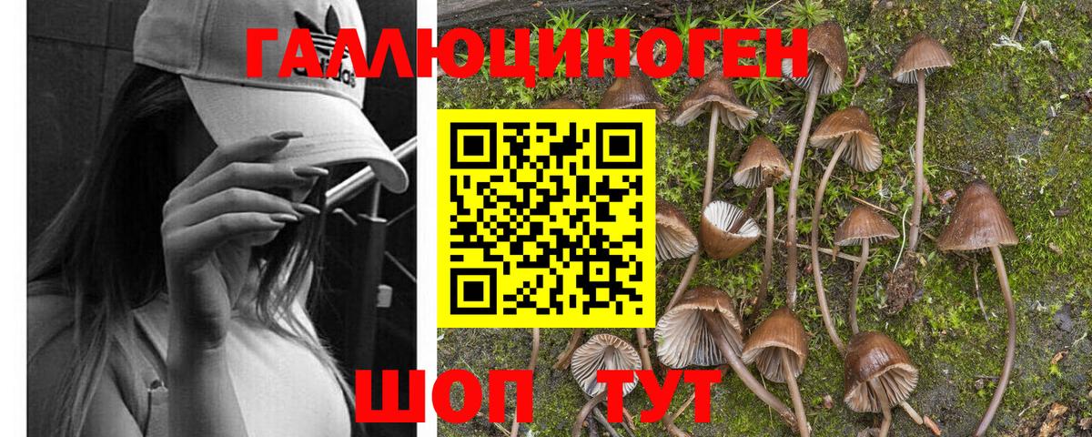 Псилоцибиновые грибы MAGIC MUSHROOMS Владивосток